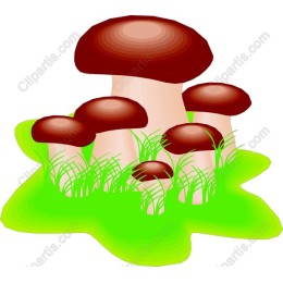 Vibrant Mushroom