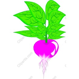 Colorful Radish