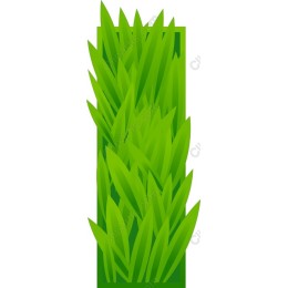 Lush Green Grass