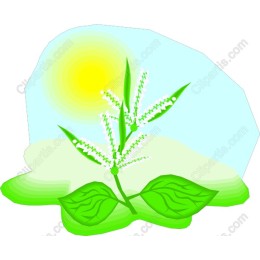 Lush Green Leaves and White Flowers