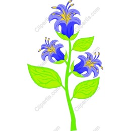 Blue Blossom Flower