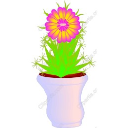 Colorful Potted Flower