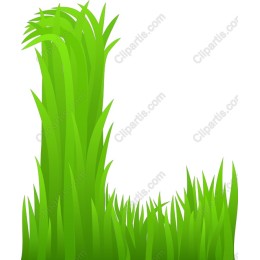 Lush Green Grass
