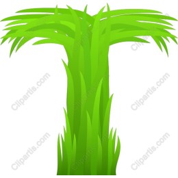 Lush Green Palm Tree