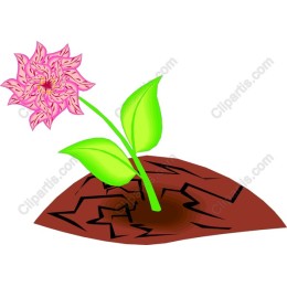 Vibrant Pink Flower