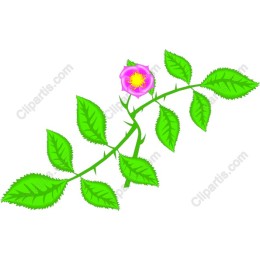 Elegant Rose Branch
