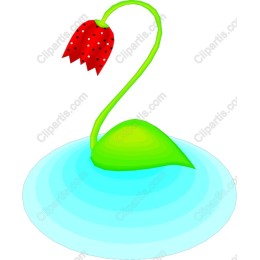 Red Flower on Water