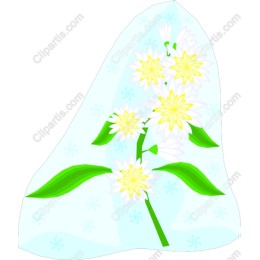 Elegant White Daisies