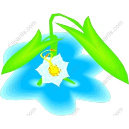 Enchanting Water Lily