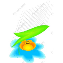 Tranquil Water Lily