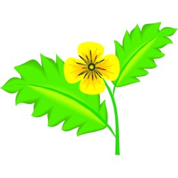 Yellow Flower & Leaves