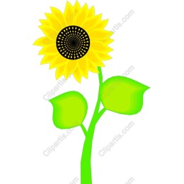 Vibrant Sunflower