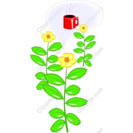 Floral Brew