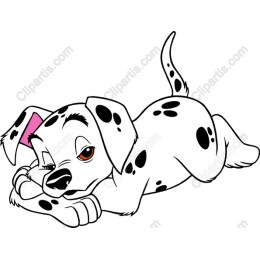 Dalmatian Puppy