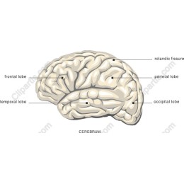 Cerebrum - Anatomical Brain Diagram