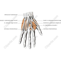 Human Hand Anatomy
