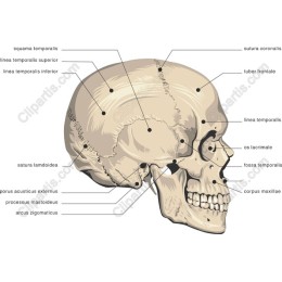 Human Skull Anatomy