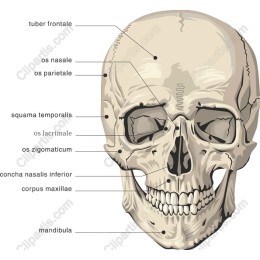 Labeled Anatomical Skull