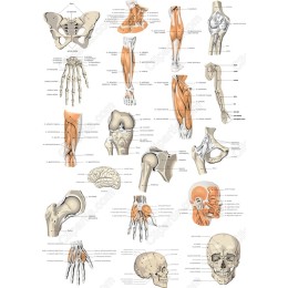 Premium Human Anatomy - Bundle