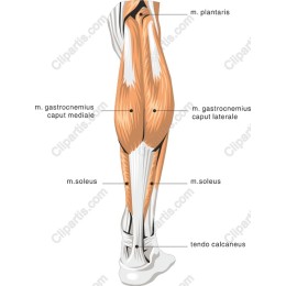 Muscle Anatomy - Calf Muscles