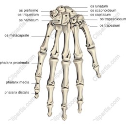 Human Hand Skeleton Anatomy
