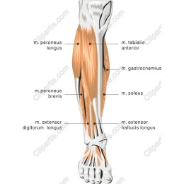 Anatomical Lower Leg Muscle