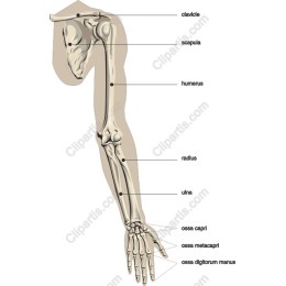 Human Arm Skeleton