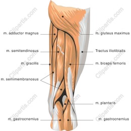 Thigh Muscle Anatomy