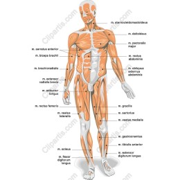 Human Muscular System