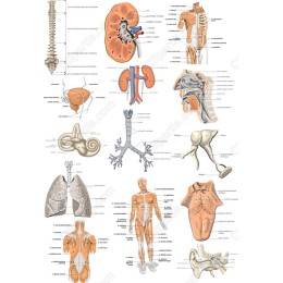 Comprehensive Bundle of Human Anatomy