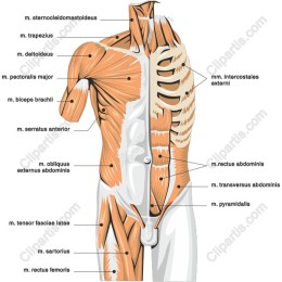 Human Anatomy Muscle Diagram