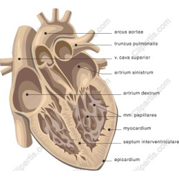 Human Heart Anatomy
