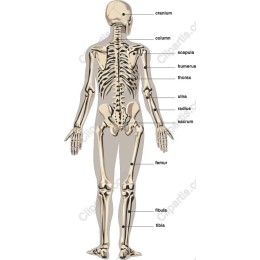 Human Skeleton Anatomy