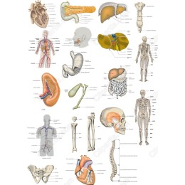 Comprehensive Human Anatomy Bundle