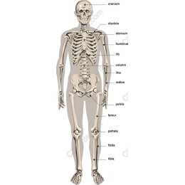 Human Skeleton Anatomy