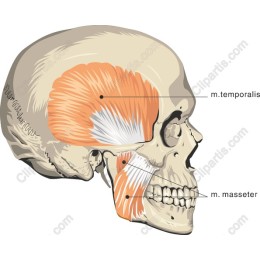 Human Skull Anatomy