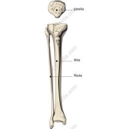 Human Leg Bones - Patella, Tibia & Fibula