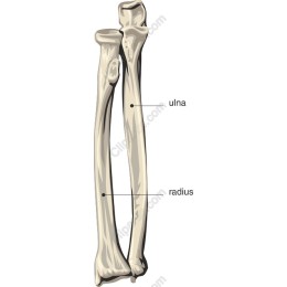 Anatomical of Radius and Ulna Bones