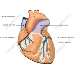 Human Heart Anatomical