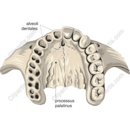 Human Dental Arch