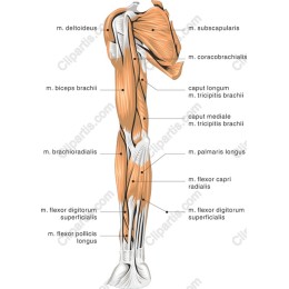 Anatomical Arm Muscle