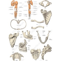 Human Anatomy Bundle