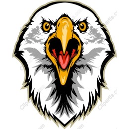 Majestic Eagle Head