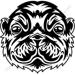 Playful Pug