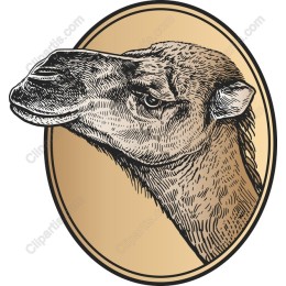Vintage Camel