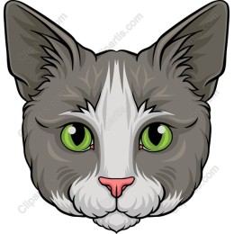 Grey Cat Head