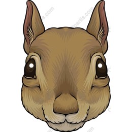 Adorable Squirrel Face