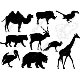 Wildlife Collection: Exquisite Animals