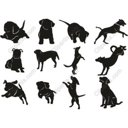 Dog Pack - 12 Playful