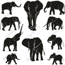 Majestic Elephants Collection